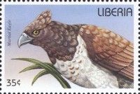 Martial Eagle (Polemaetus bellicosus)