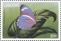 Eleus Orange Forester (Euphaedra eleus)