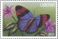 Gold Banded Forester (Euphaedra neophron)