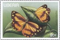 Zebra White (Pinacopterix eriphia)