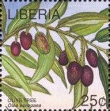 Olive Tree (Olea europaea)