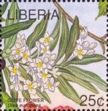 Flower of Olive Tree (Olea europaea)