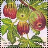 Fig Tree (Ficus carica)