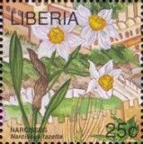 Narcissus (Narcissus tazetta)