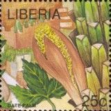 Female Flower of Date Palm (Phoenix dactylifera)