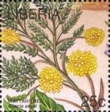 Shittah Tree (Acacia seyal)