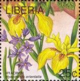 Hyacinth (Hyacinthus orientalis)
