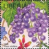 Grape Vine (Vitis vinifera)