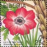 Lily of the Field (Anemone coronaria)