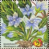 Mandrake (Mandragora officinarum)