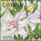 Madonna Lily (Lilium candidum)