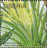 Male Flower of Date Palm (Phoenix dactylifera)