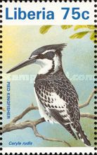 Pied Kingfisher (Ceryle rudis)