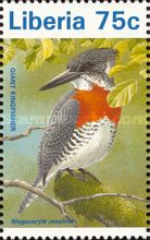 Giant Kingfisher (Megaceryle maxima)