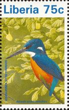 Shining-blue Kingfisher (Alcedo quadribrachys)