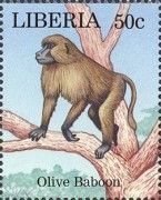Olive Baboon (Papio anubis)