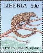 African Tree Pangolin (Phataginus tricuspis)