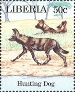 Hunting Dog (Lycaon pictus)