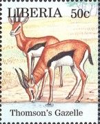 Thomson's Gazelle (Eudorcas thomsonii)