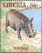 Warthog (Phacochoerus africanus)
