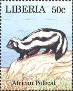 African Polecat (Ictonyx striatus)