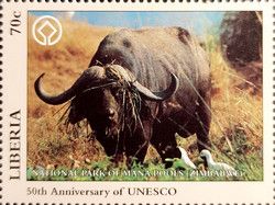Buffalo in National Park of Mana Pools, Zimbabwe