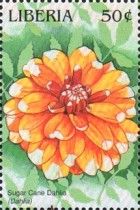 Sugar Cane Dahlia (Dahlia)