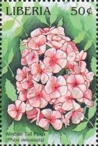 Windsor Tall Phlox (Phlox decussata)
