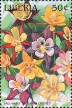 Columbine (Aquilegia "McKanna Giants")