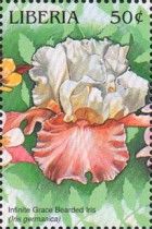 Infinite Grace Bearded Iris (Iris germanica)