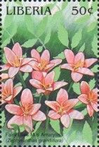 Fairy Lilies Mini Amaryllis (Zephyranthes grandiflora)
