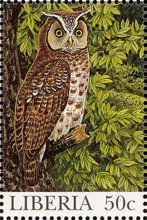 Akun Eagle-Owl (Bubo leucostictus)