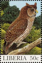 Shelley's Eagle-Owl (Bubo shelleyi)