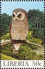 African Wood Owl (Strix woodfordii) 