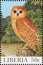 Rufous Fishing Owl (Scotopelia ussheri)