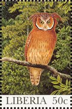 Maned Owl (Jubula lettii)