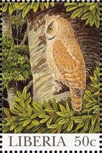 Sandy Scops Owl (Otus icterorhynchus)
