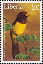 Yellow-Billed Barbet (Trachyphonus purpuratus)
