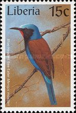 Blue-Headed Bee-Eater (Merops muelleri)