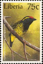 Yellow-Spotted Barbet (Buccanodon duchaillui)