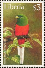 Narina Trogon (Apaloderma narina)