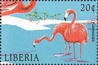 Greater Flamingo (Phoenicopterus ruber)
