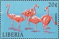 Greater Flamingo (Phoenicopterus ruber)