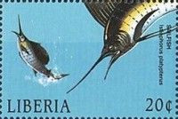 Sailfish (Istiophorus platypterus)
