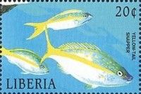 Yellow Snapper (Ocyurus chrysurus)