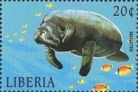 Manatee (Trichechus sp.)