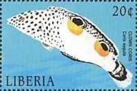Clown Coris (Coris aygula)