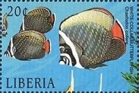 White-Collared Butterflyfish (Chaetodon collare)