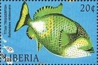 Titan Triggerfish (Balistoides viridescens)