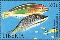 Three-Striped Wrasse (Stethojulis trilineata)